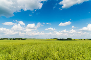 Wall Mural - green field and blue sky