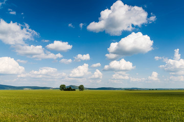 Wall Mural - green field and blue sky