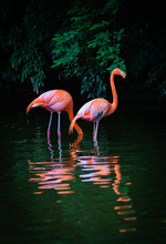 Two Caribbean Flamingos With Reflection In The Water