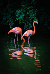 Plakat flamingo natura drzewa ptak