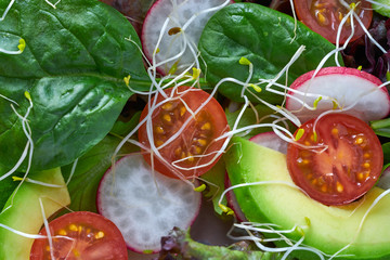 Wall Mural - Avocado salad with sprouts tomatoes spinach