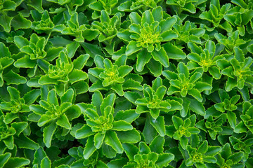 Decorative plant with green leaves from my garden