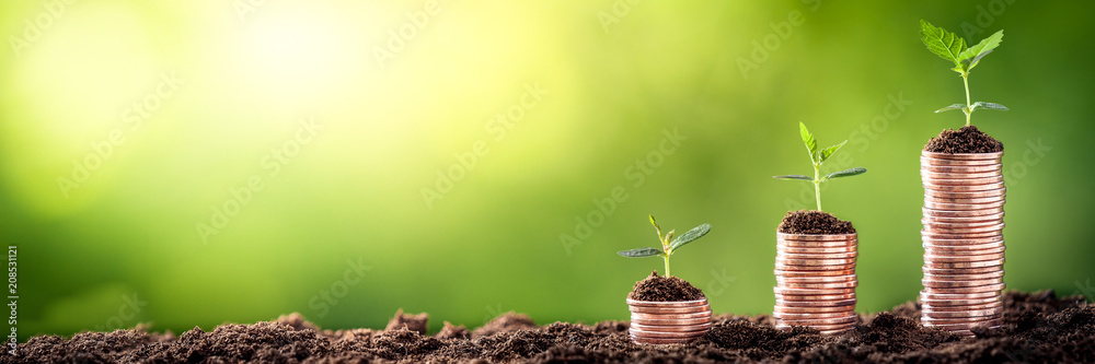 Growing Money - Plant On Coins - Finance And Investment Concept - obrazy, fototapety, plakaty 