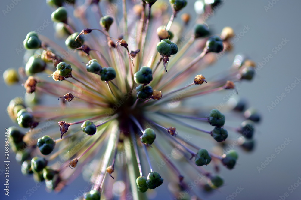 A close view of a horseradish flower (zbliżenie na kwiat chrzanu) - obrazy, fototapety, plakaty 