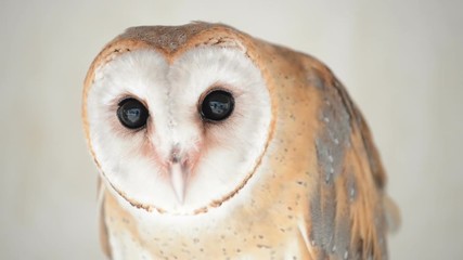 Wall Mural - common barn owl ( Tyto albahead ) head close up