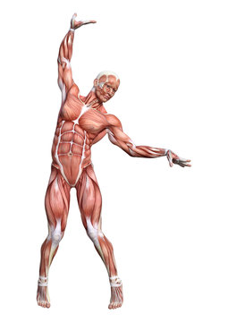 3D Rendering Male Anatomy Figure on White