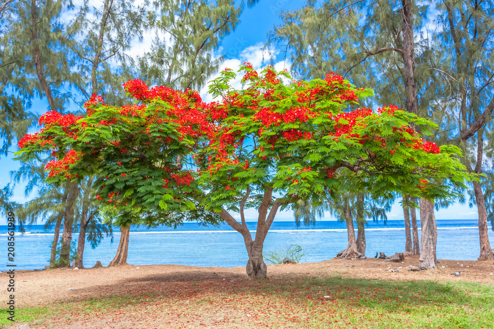 Fototapeta Kuchenna Flamboyant Emblematique De La Plage De Saint Leu Ile De La Reunion Ognisty Wal Spotkanie Fototapety Foteks Fototapeta Kuchenna Flamboyant Emblematique De La Plage De Saint Leu Ile De La Reunion Ognisty Wal Spotkanie Fototapety Foteks
