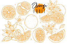 Ink Hand Drawn Set Of Orange Fruit. Food Element Collection. Vintage Sketch. Color Outline. Drawings Of Whole, Half And Sliced Ripe Oranges, Juice, Segment.