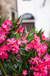 Pink oleander in Pitigliano