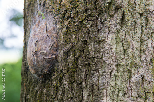 Fotografía Procession caterpillar nest on the treen trunk of an oak tree