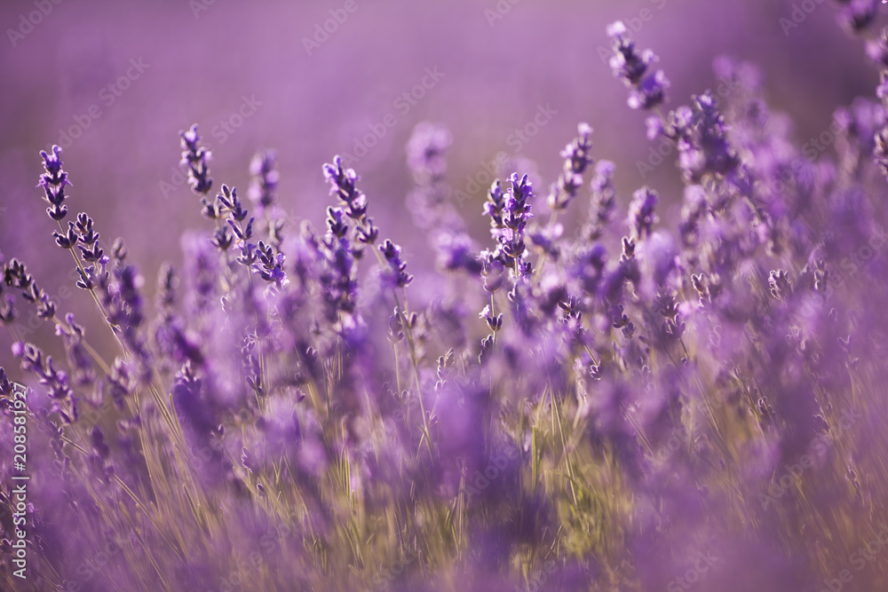 beautiful lavender field at sunset - obrazy, fototapety, plakaty 