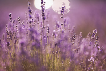  beautiful lavender field at sunset