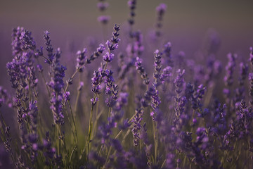  beautiful lavender field at sunset