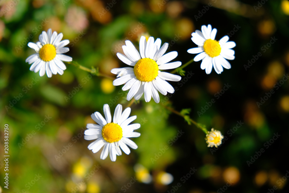 Biały kwiat jpolny - rumianek pospolity (Matricaria chamomilla) - obrazy, fototapety, plakaty 