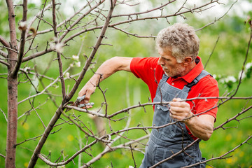 gardener with pruner pruning apple tree branch at summer garden background. people and farm concept