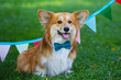 © Sergii Mostovyi - corgi fluffy portrait
