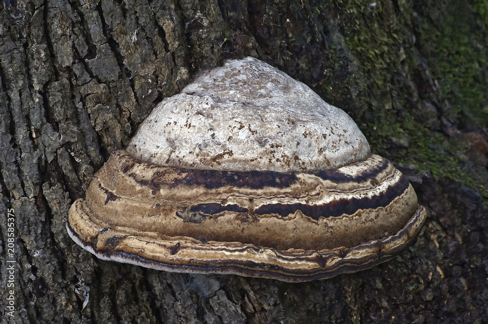 Artist’s conk fungus (Ganoderma applanatum). Known also as Artist’s ...