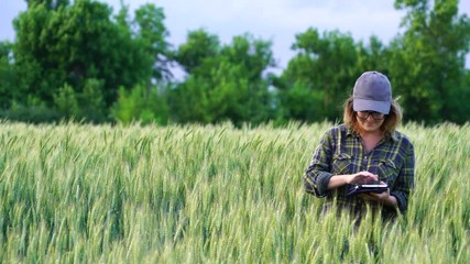 Wall Mural - A woman farmer examines the field of cereals and sends data to the cloud from the tablet. Smart farming and digital agriculture.