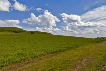 Wall Mural - Green field and blue sky. Beautiful view of the grass and the hills on a sunny summer day.