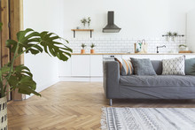 Stylish Scandinavian Open Space With Kitchen Accessories, Plants And Sofa. Design Room With White Walls.