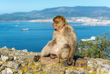 Fototapeta Łazienka - Barbery Ape or Gibraltar monkey sitting on a wall at the top of The Rock of Gibraltar against a vivid scenic seascape