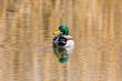 male mallard duck (anas platyrhynchos) in water, looking back, sunshine