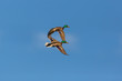 two male mallard ducks (anas platyrhynchos) flying, blue sky, cloud