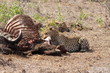 leopard eating a carcass