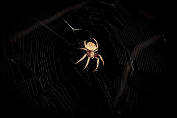 Garden Orb Weaver