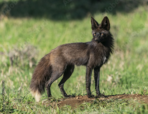 Valokuva  Vexed Vixen - A beautiful black red fox vixen (vulpes vulpes) with eyes glowing,  guards with tension and nervousness, always on high alert