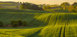  high resolution panorama of the spring field of young green cereal illuminated by the first rays of the rising sun