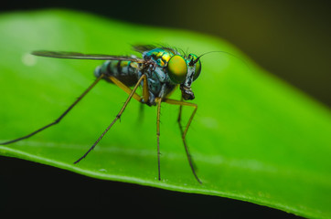 Wall Mural - green small fly have long legged stand on green leaves in natural park.