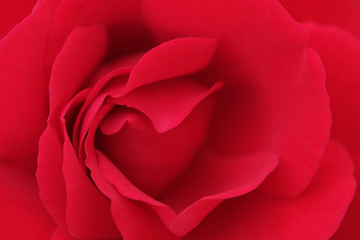 red rose macro photo background