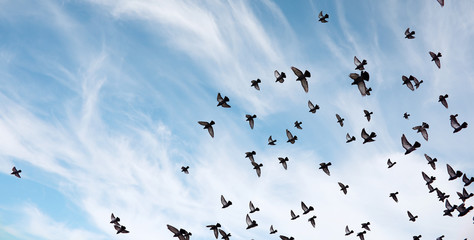Photo Sur Toile - A flock of pigeons flies across the sky. Birds fly against the s
