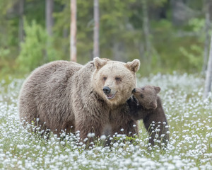 Wall Mural - Brown bear cub stands against the mother bear in the middle of the cotton grass on a Finnish bog