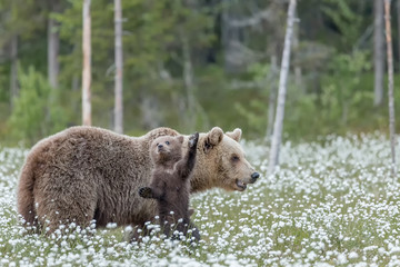 Wall Mural - Bear mother and a waving cub in the middle of the cotton grass in a Finnish bog