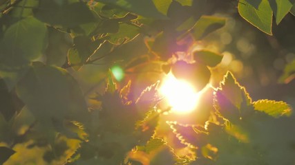 Wall Mural - Spring green leaves against sunlight on background