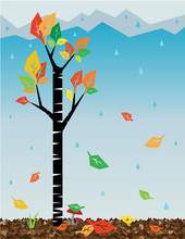 Birch Tree With Falling Autumn Leaves