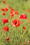Fototapeta Maki - poppies. the blossoming red flowers in the field. Background flora