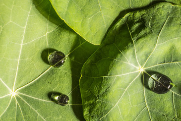 green leaves with rain drops close up