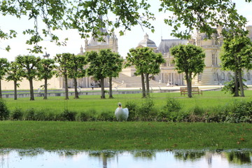 Poster - Cygne à Chantilly