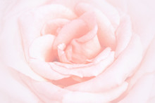Unfocused Blur Rose Petals, Abstract Romance Background, Pastel And Soft Flower Card