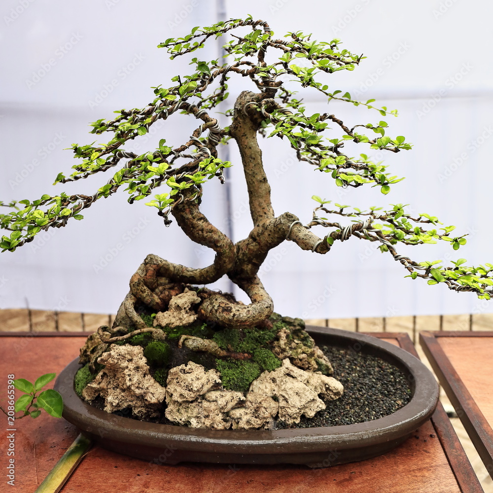 tannenbaum bonsai Tobira Bonsai  Pflegefreier Klebsame Bonsai