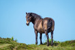 Exmoor pony looking back from the horizon
