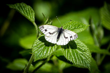 Green-veined White Butterfly On Some Bramble Leaves