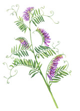 Branch With Purple Flowers Of Wild Plant Vicia Cracca (also Called Tufted Or Blue Vetch). Mouse Pea. Watercolor Hand Drawn Painting Illustration Isolated On A White Background.
