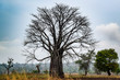 baobab tree. Adansonia digitata