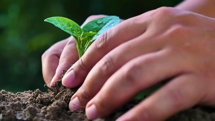 Wall Mural - Hand planting a plant