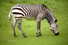 Hungry Lonely Zebra