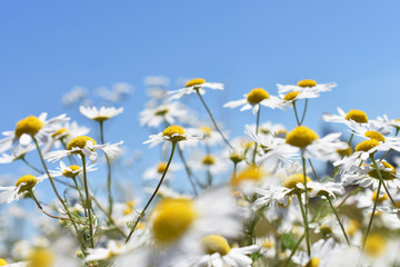 Poster - summer meadow with camomile flowers against blue sky